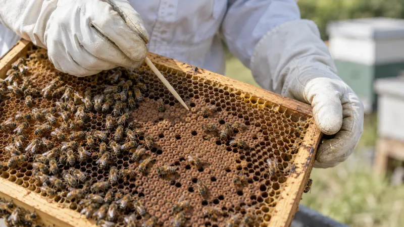 Gloved hands supporting a brood frame while a wooden examination stick points toward the comb.