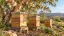 Illustrative Australian timber beehives beneath a flowering eucalyptus tree