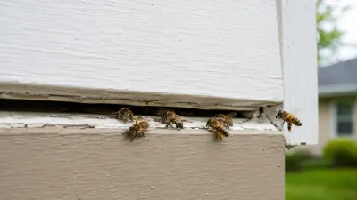 Honey bees entering a gap beneath painted lap siding on a house.