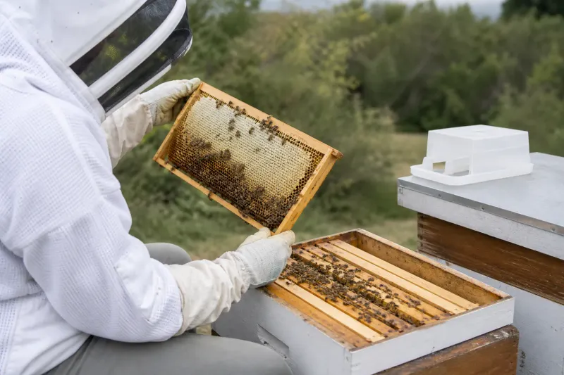 Beekeeper inspecting a frame from an urban beehive during a routine seasonal check