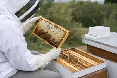 Urban beekeeper inspecting colony food stores before deciding whether to feed
