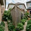 Backyard beehive behind a tall privacy fence, a common Houston-style setup