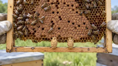 Illustrated brood frame with two peanut-shaped queen cells near the lower comb margin.